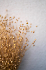 Close-up of dried flax. White background. Österbotten/Pohjanmaa, Finland