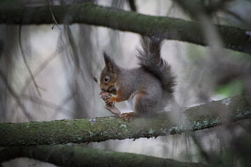 squirrel on a tree