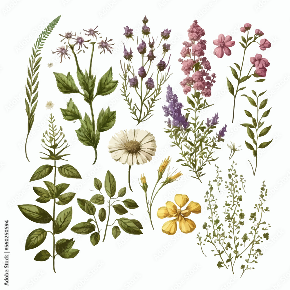 Poster Wild flowers vector collection. Hand-drawn illustration isolated on white background