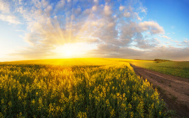 amazing blooming rape flowers on the fields of Europe, France, Provence...exclusive - this image is...