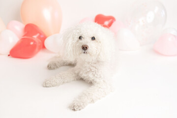 white poodle dog with valentine's heart shaped balloons
