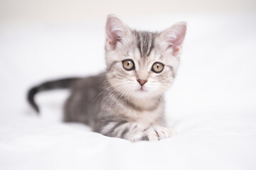 A funny gray kitten sits in a cozy white bed. Postcard with a pet