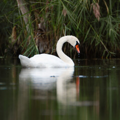 White swan is swimming at sunset, sunbeams and reflection, water birds, wildlife animals at the Moselle Valley
