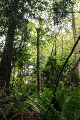 Fototapeta na wymiar dead tree full of holes, animal marks standing upright in the forest, woods
