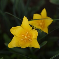 Yellow tulips on dark green background. Spring flowers background.