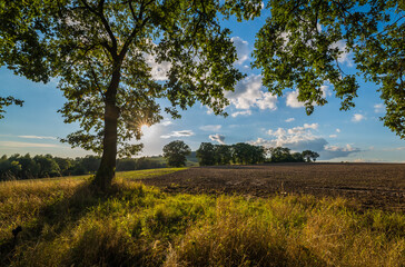 Wysokie drzewa w zagajniku z żółtymi trawami, jesień © photogam