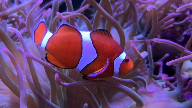 A clown fish gracefully swims around sea anemone