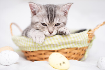 Fototapeta na wymiar Cute gray kitten sleeping in a wicker basket. holiday easter card with a pet