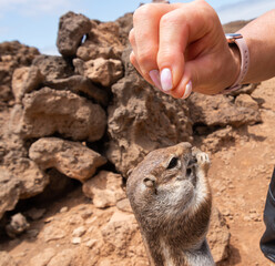 Hand feeding of the Barbary ground squirrel . Fuerteventura. Canary Islands. Spain.
