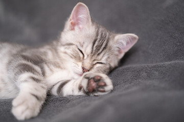 A cute gray kitten lies and washes up on a gray plaid in a cozy room.