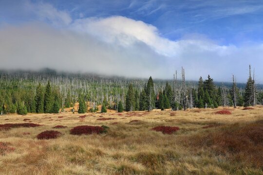 Stream Roklansky, Modrava, Sumava, Czech Republic, view on the autumn forest, Sumava National Park, Luzen valley 