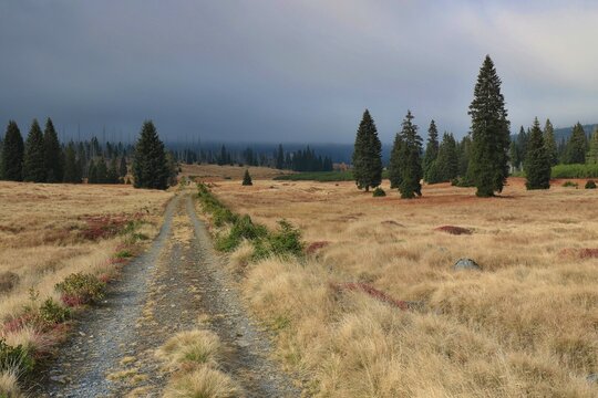 Stream Roklansky, Modrava, Sumava, Czech Republic, view on the autumn forest, Sumava National Park, Luzen valley 