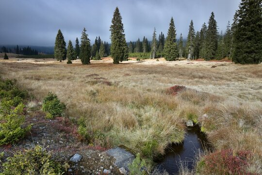 Stream Roklansky, Modrava, Sumava, Czech Republic, view on the autumn forest, Sumava National Park, Luzen valley 