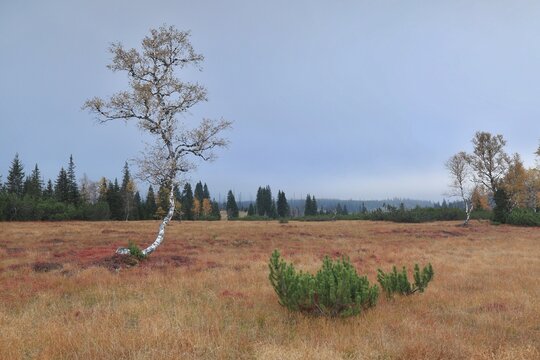 Stream Roklansky, Modrava, Sumava, Czech Republic, view on the autumn forest, Sumava National Park, Luzen valley 