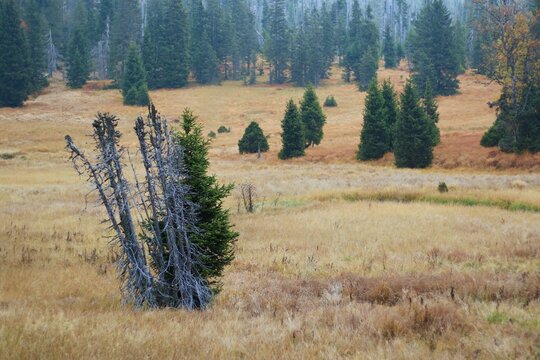 Stream Roklansky, Modrava, Sumava, Czech Republic, view on the autumn forest, Sumava National Park, Luzen valley 