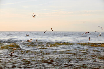 Seagulls over the evening sea.
