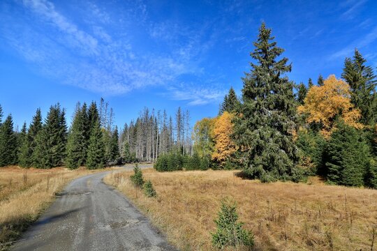 Stream Roklansky, Modrava, Sumava, Czech Republic, view on the autumn forest, Sumava National Park, Luzen valley 