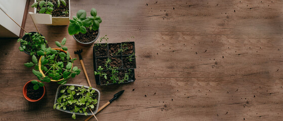 Tomato, salad and herb sprouts in flower pots on the wooden background