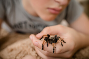 A tarantula spider in the hands of a teenage child. A boy plays with scary pet. brave boy plays with huge spider Brachypelma albopilosum. Treatment of arachnophobia