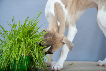 the puppy eats grass