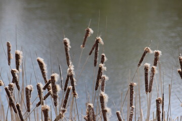 Typha latifolia (broadleaf cattail, bulrush, common bulrush, common cattail, cat-o'-nine-tails, great reedmace, cooper's reed, cumbungi) is a perennial herbaceous plant in the genus Typha © NikiforPix