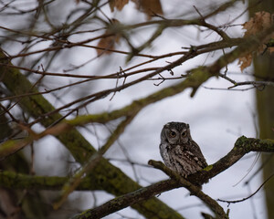 An eastern screech owl sits in a maple tree at dusk, watching prey