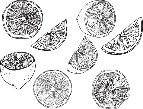 Vector Sketch Citrus fruit set. Hand Drawn Botanical Illustrations of lemons.