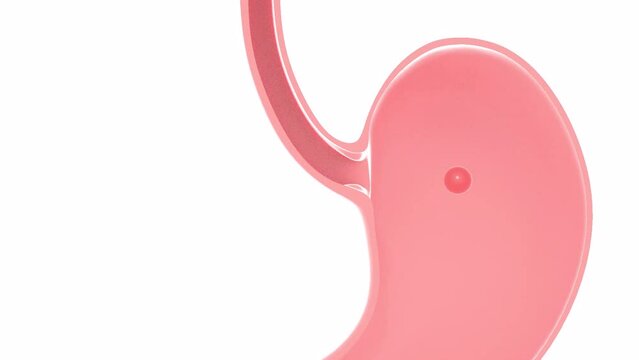 3d animation of a food going through the digestive system. Front view cut with natural colors.