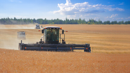 Grain harvesting in a separate way. Roller harvesters and a grain harvester with a truck are working on the field at the same time.