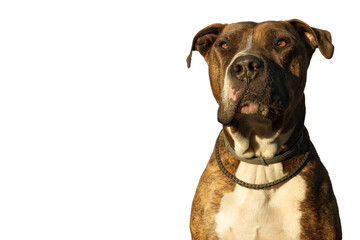 Pitbull dog on a white background he has a facial paralysis.