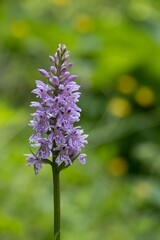 wild orchid