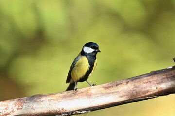 Obraz premium The great tit (Parus major), sýkora koňadra, close portrait in autumn leaves