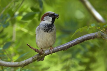 Fototapeta premium Closeup of a sparrow on a branch against a green background, The house sparrow (Passer domesticus).