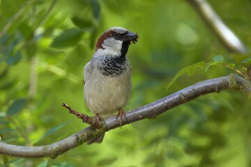 Closeup of a sparrow on a branch  against a green background, The house sparrow (Passer domesticus).