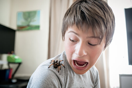 boy yells when he sees a terrible spider on shoulder. brave boy plays with huge spider Brachypelma albopilosum. Treatment of arachnophobia