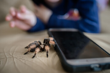 Study of insects. A large spider crawls across the bed to the smartphone. huge spider Brachypelma albopilosum. Treatment of arachnophobia