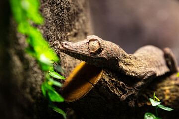 Uroplatus gecko. Reptile and reptiles. Amphibian and Amphibians. Tropical fauna. Wildlife and zoology.