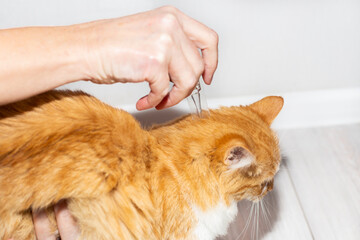 The owner of the pet applies antiparasitic drops on the cat's withers. Treatment and prevention of fleas and ticks in animals