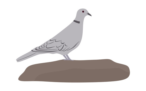 recommend clip art: White dove in flat style isolated on white background. Dove bird illustration. vector 