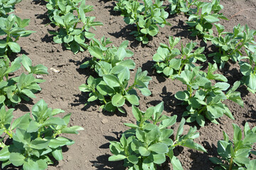 Horse bean (Vicia faba) grows in the soil