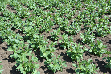 Horse bean (Vicia faba) grows in the soil
