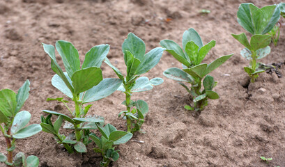 Horse bean (Vicia faba) grows in the soil