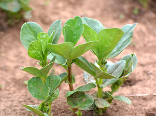 Horse bean (Vicia faba) grows in the soil