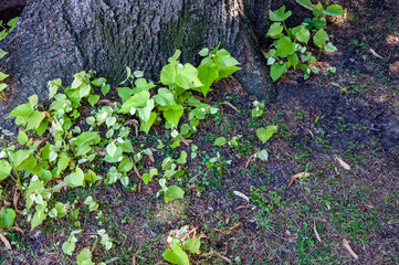 Small green leafy plants at the base of a tree trunk in summer