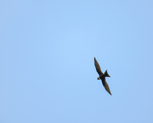 Streptoprocne Zonaris, White collared Swift fliying on a blue sky