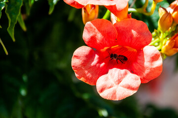 A Campsis or Bignonia flower, with a bee inside, in a garden. 