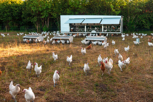 Kleine Gefl&uuml;gelfarm mit freilaufenden H&uuml;hnern