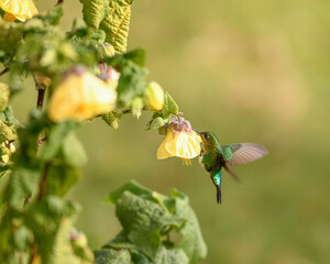 Eriocnemis Vestita, Glowing Puffleg feeding on a yellow Abutilon