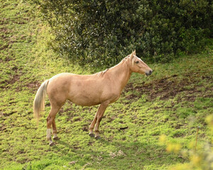 Obraz premium Yellow Horse Mare