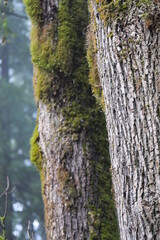 Obraz premium Moss covered trees at the Golden Ears Provincial Park in Maple Ridge, British Columbia, Canada